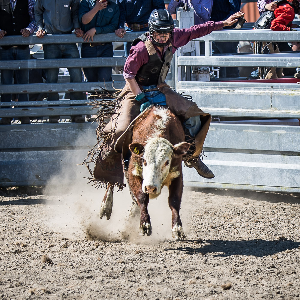 NOVICE STEER RIDE - PORTFOLIO - RODEO - METHVEN RODEO 2022 - www ...