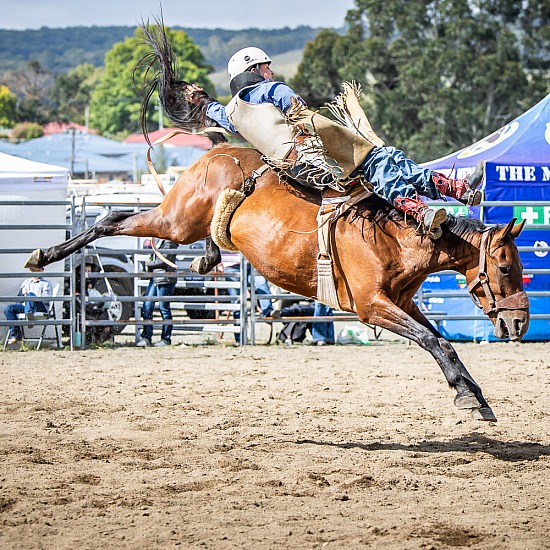 NOVICE BAREBACK