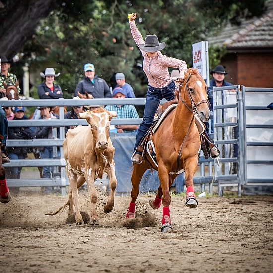 STEER UNDECORATING