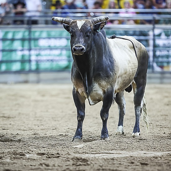 OPEN BULL RIDE