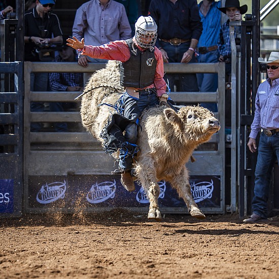 MINI BULLS 11-14YO