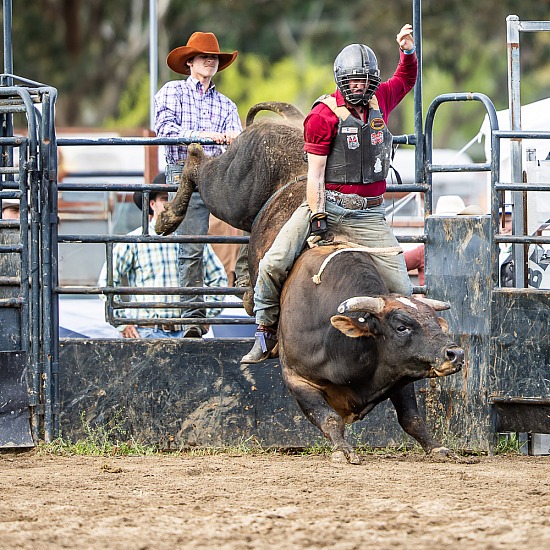 OBERON BULL FUTURITY 2024