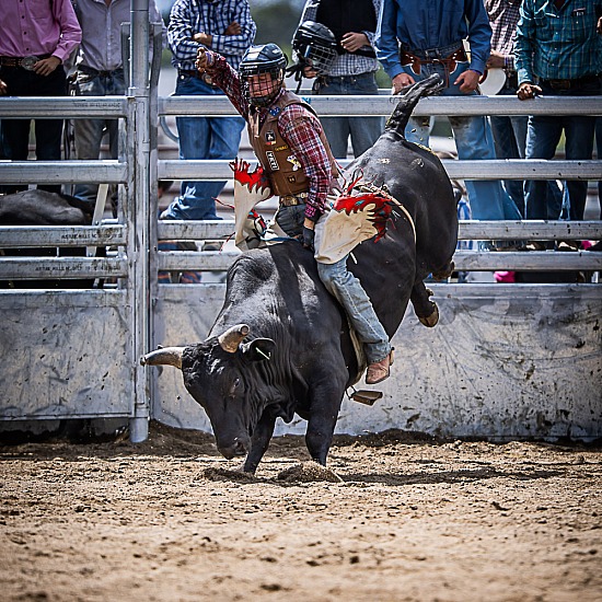 NOVICE BULL RIDE