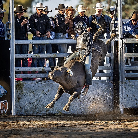 OBERON BULL FUTURITY 2025