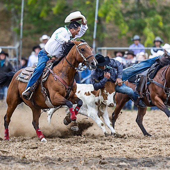 STEER WRESTLING