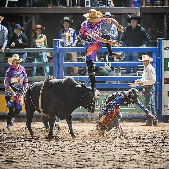 BULL FIGHTERS - FREE PICS - THANK YOU