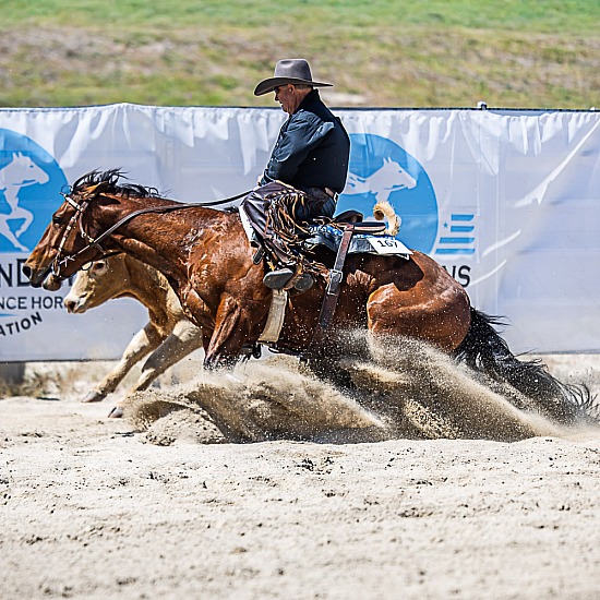 REINED COW HORSE
